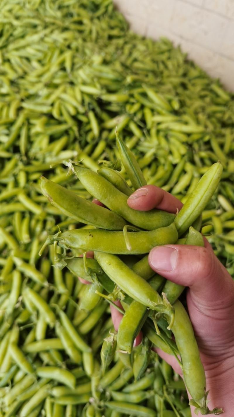 【精选豌豆荚】湖北襄阳千亩青碗豆个头饱满代发农批市场