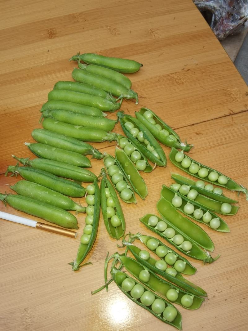 【精选豌豆荚】湖北襄阳千亩青碗豆个头饱满代发农批市场