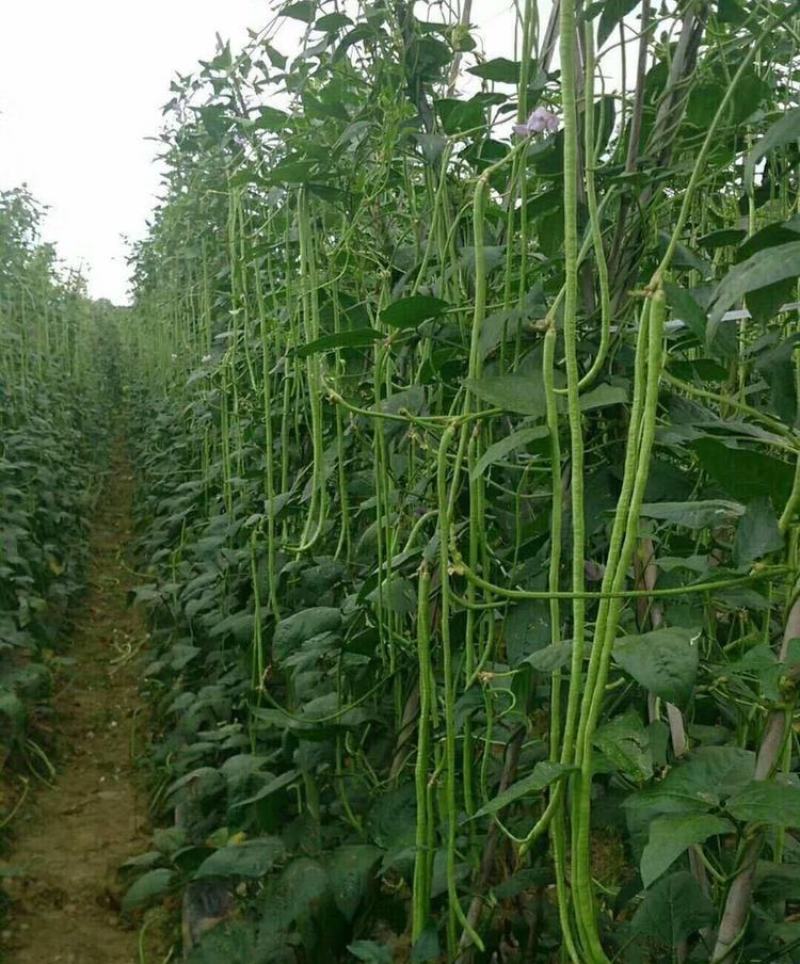 美丽豇山小叶豇豆种子长荚肉厚翠绿色不鼓籽耐老化豆角种子