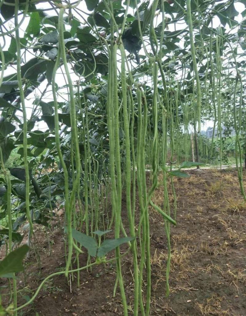 美丽豇山小叶豇豆种子长荚肉厚翠绿色不鼓籽耐老化豆角种子
