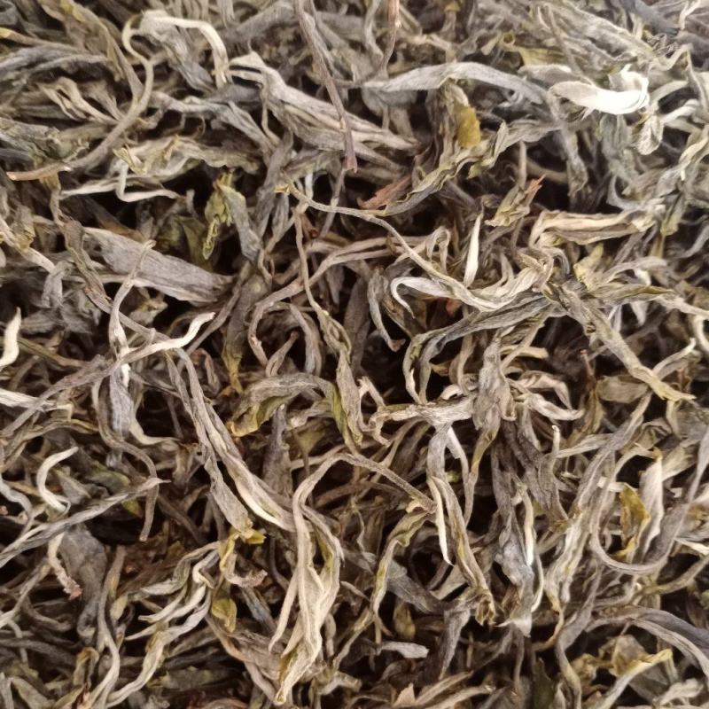 春茶