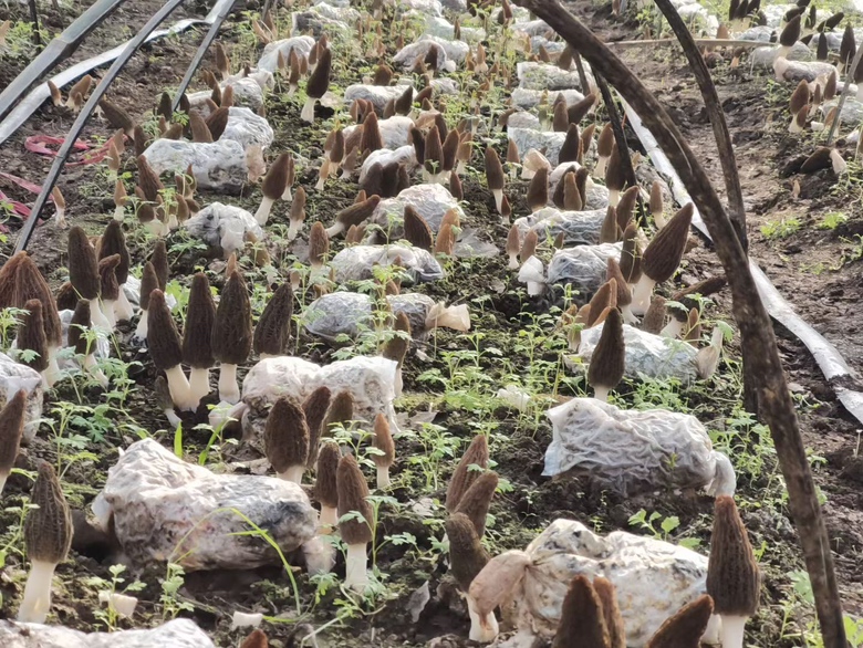 羊肚菌标准化种植基地航拍图：整齐排列的黑色遮阳网大棚，棚内可见浅褐色营养基质与初生羊肚菌子实体，远处有技术人员手持记录仪巡查