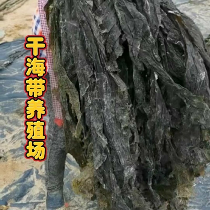海带养殖场干海带海带干海带片海带皮海带丝海带头干海带头
