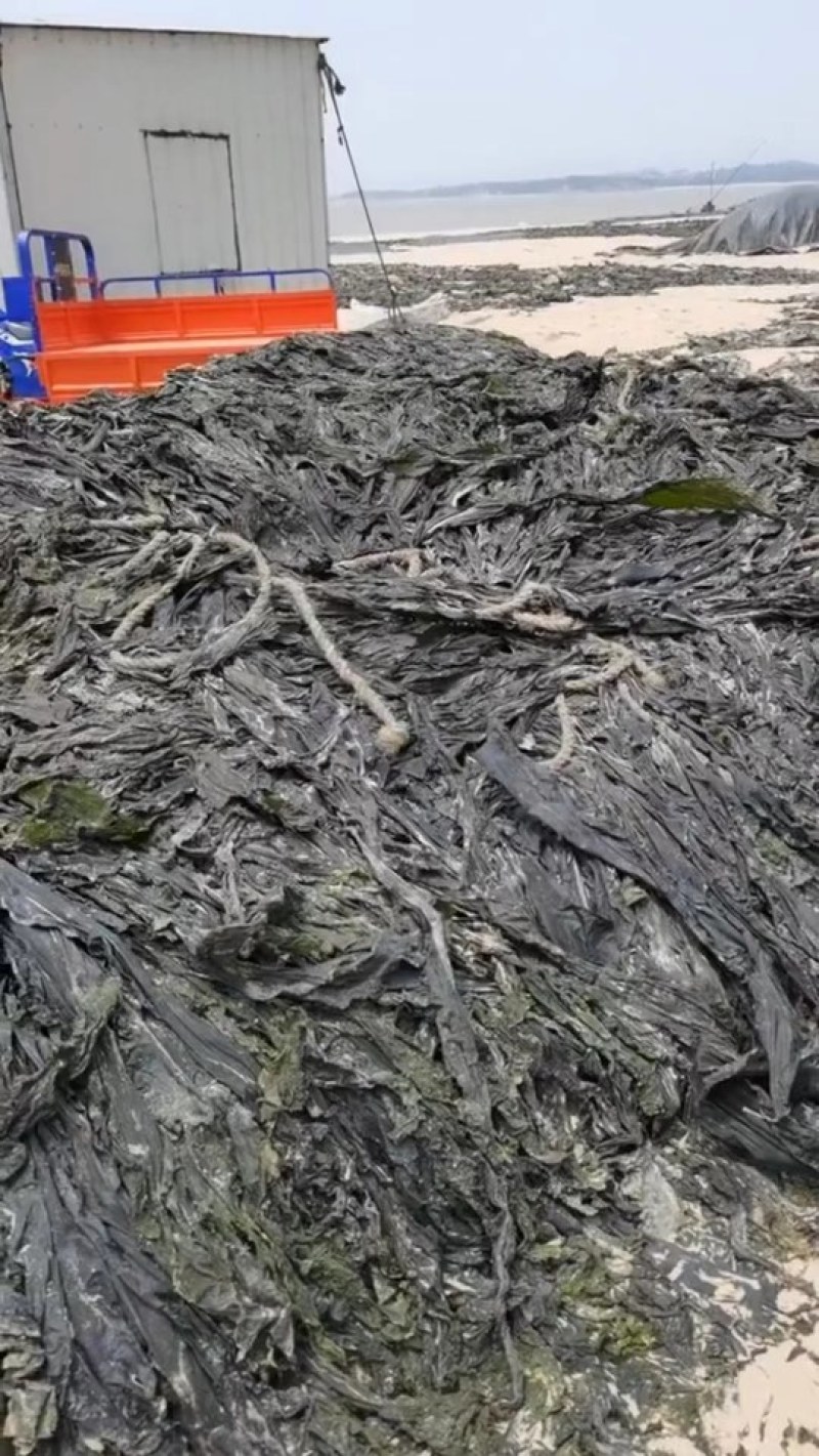 海带养殖场干海带海带干海带片海带皮海带丝海带头干海带头