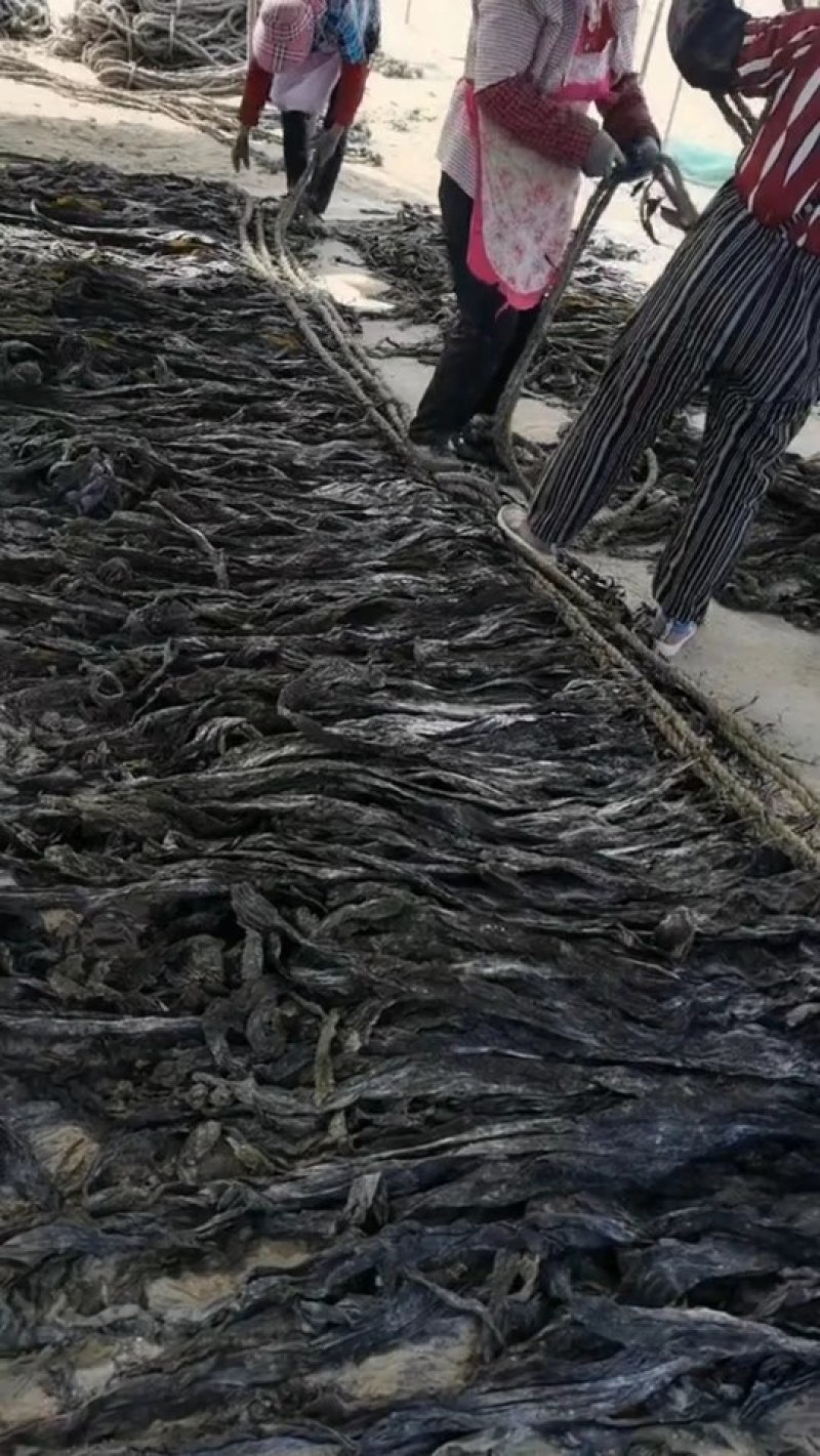 海带养殖场干海带海带干海带片海带皮海带丝海带头干海带头