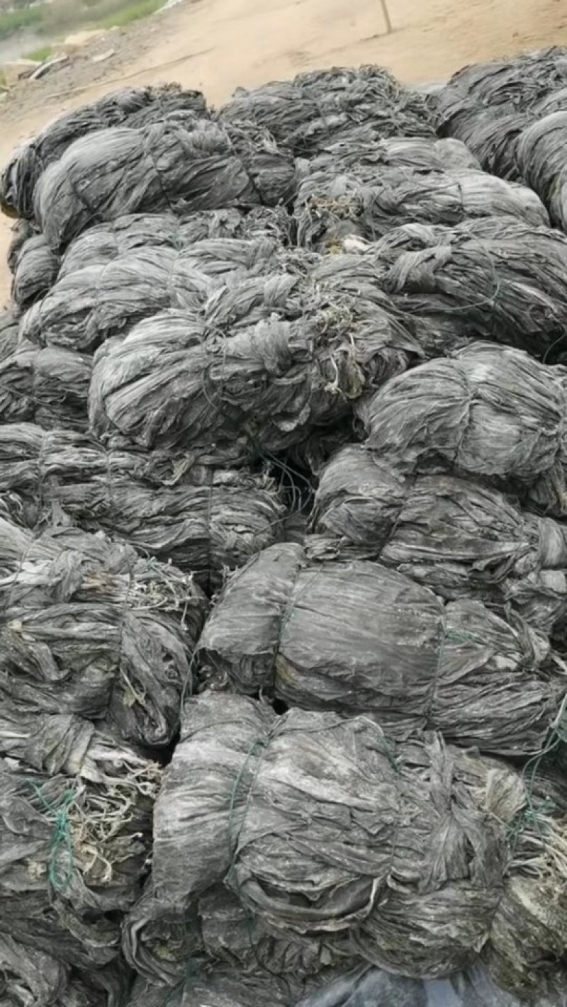 海带养殖场干海带海带干海带片海带皮海带丝海带头干海带头