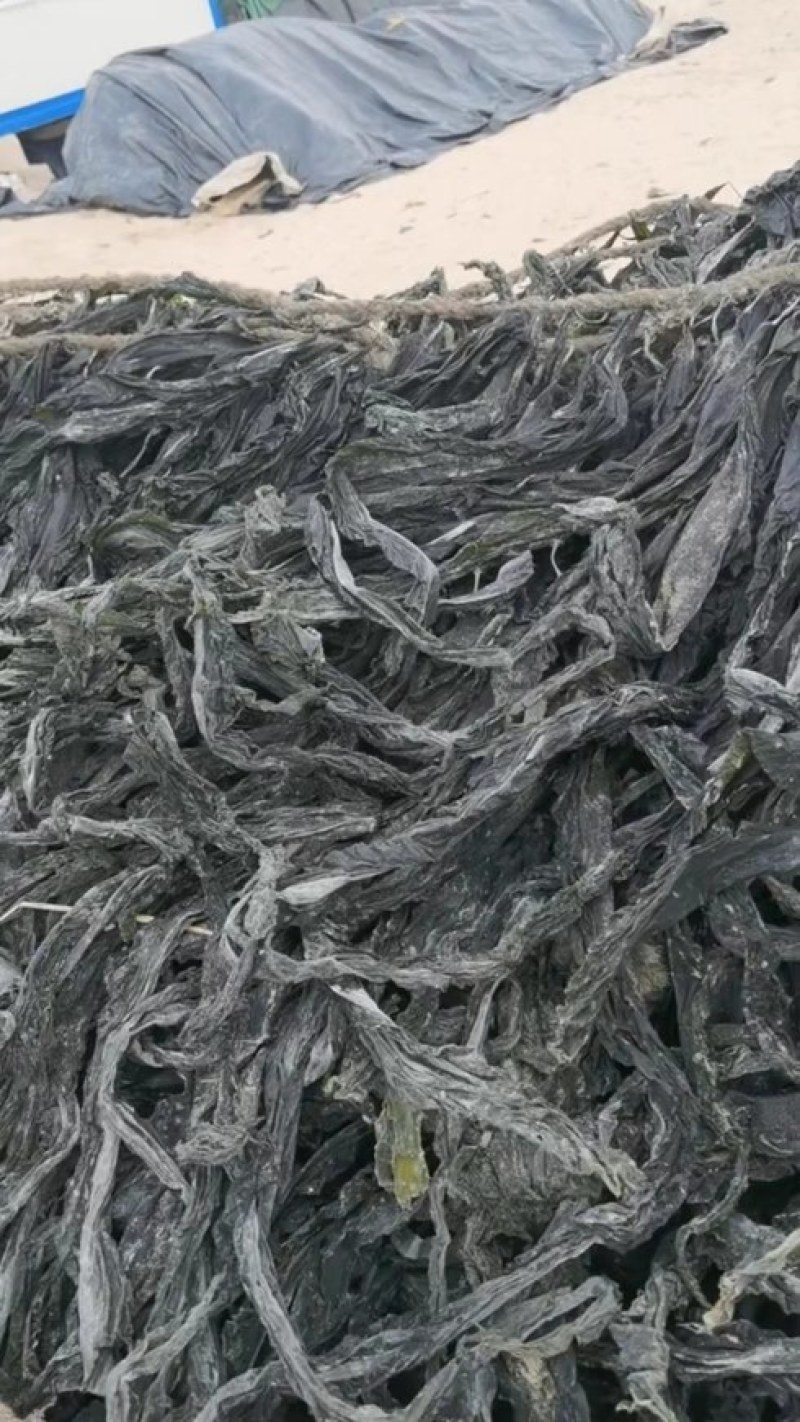 海带养殖场干海带海带干海带片海带皮海带丝海带头干海带头