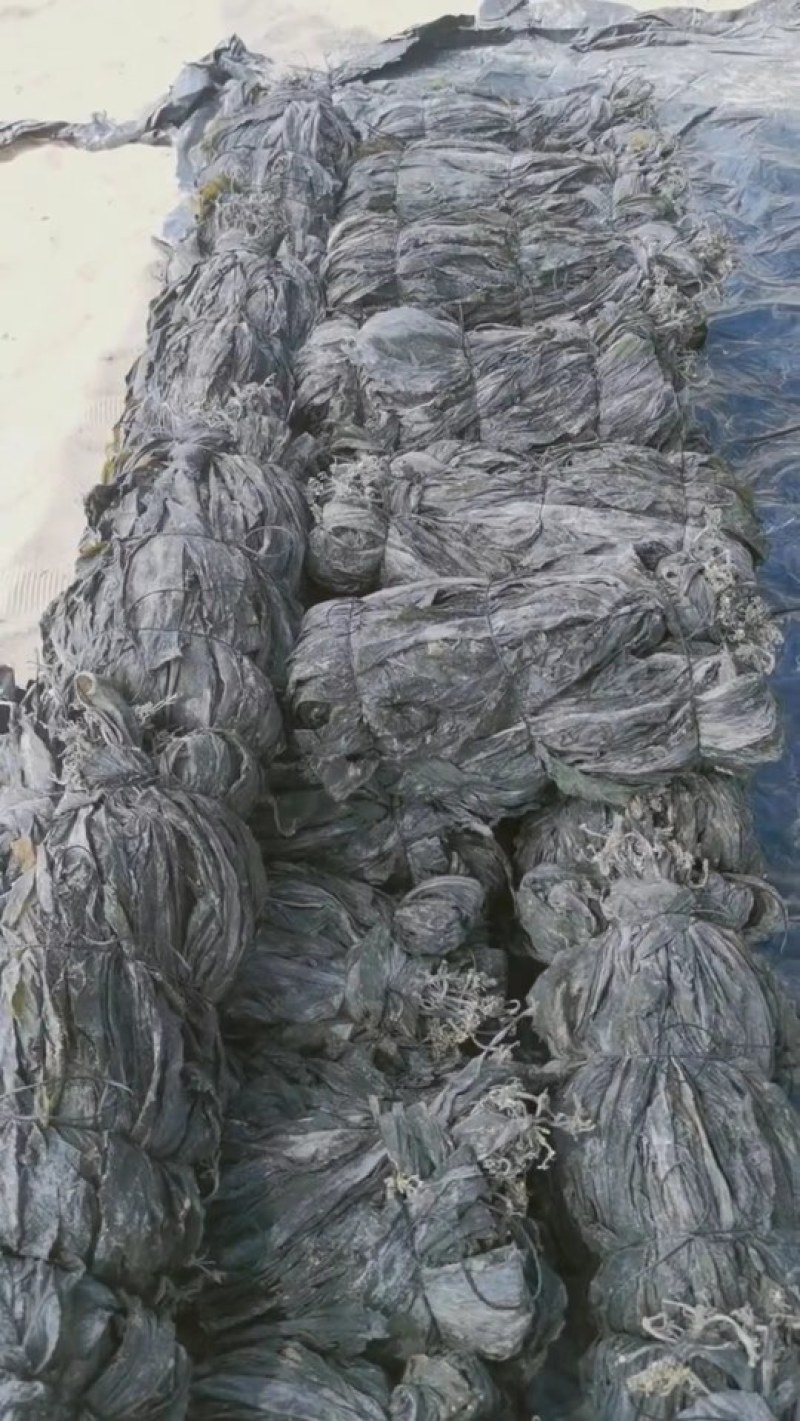 海带养殖场干海带海带干海带片海带皮海带丝海带头干海带头