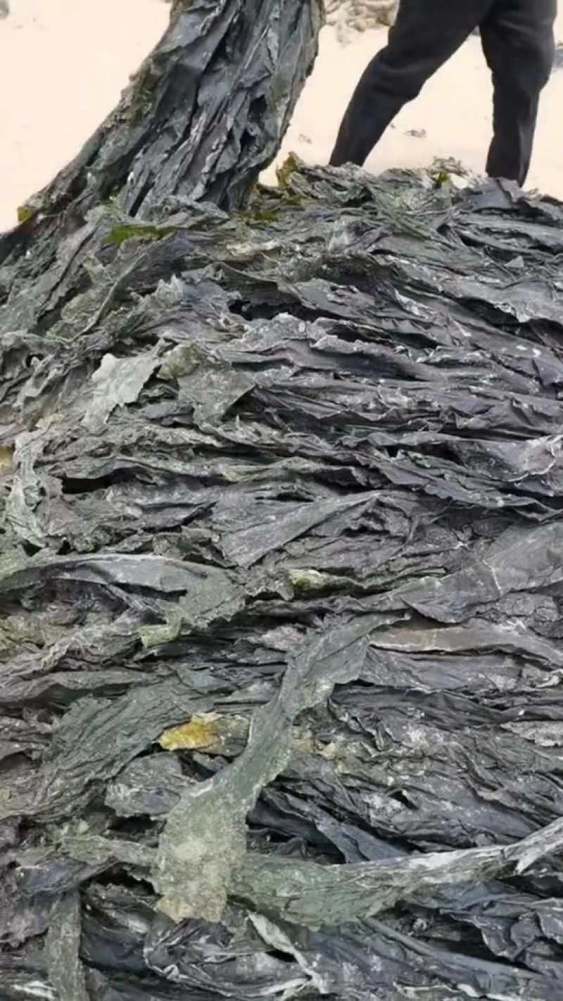 海带养殖场干海带海带干海带片海带皮海带丝海带头干海带头