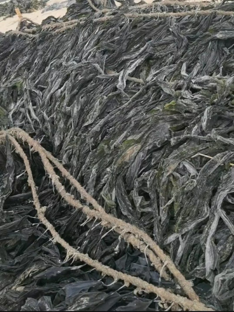 海带养殖场干海带海带干海带片海带皮海带丝海带头干海带头