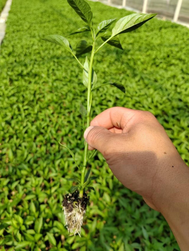 螺丝椒苗，大量上市保证质量成活率高，抗病性强，诚信经营。