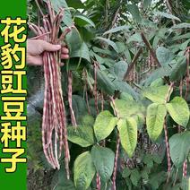 花豹公子豇豆种子早中熟品种红白相间不易老化糯性品种