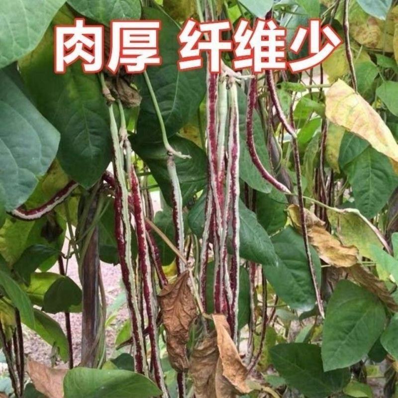 花豹公子豇豆种子早中熟品种红白相间不易老化糯性品种