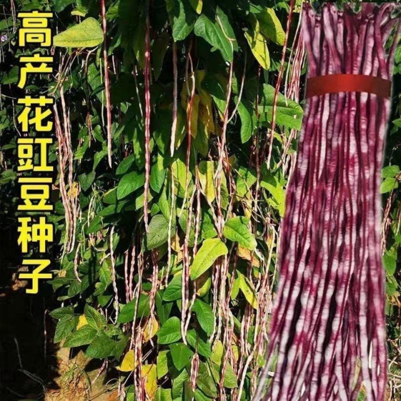 花豹公子豇豆种子早中熟品种红白相间不易老化糯性品种