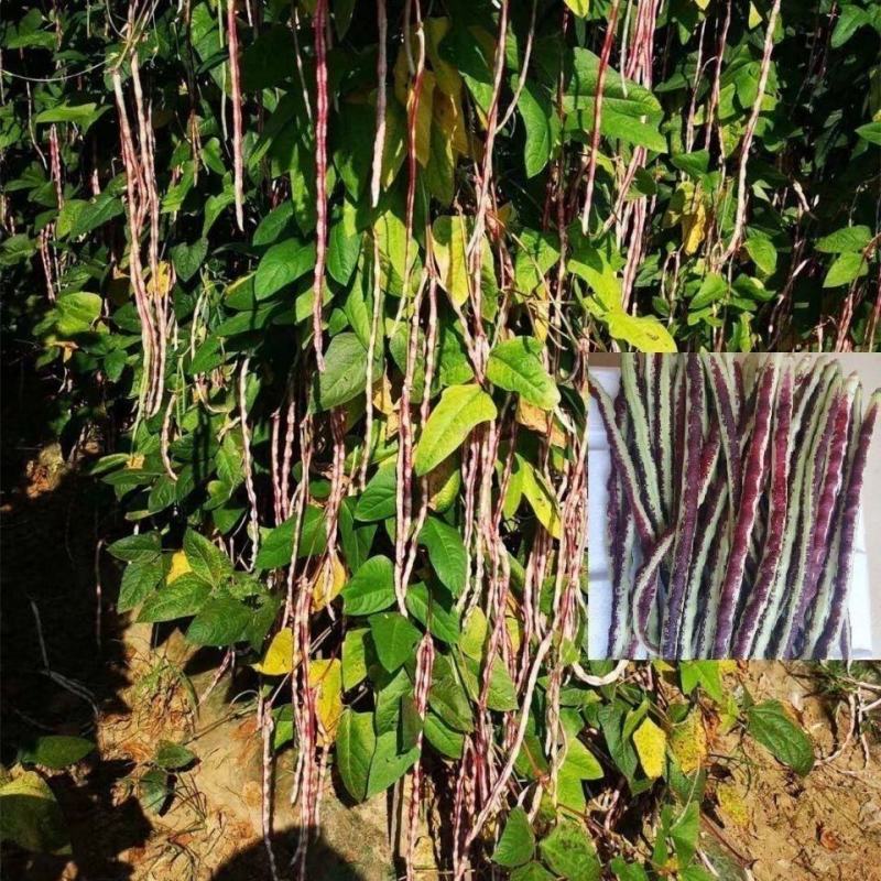 花豹公子豇豆种子早中熟品种红白相间不易老化糯性品种