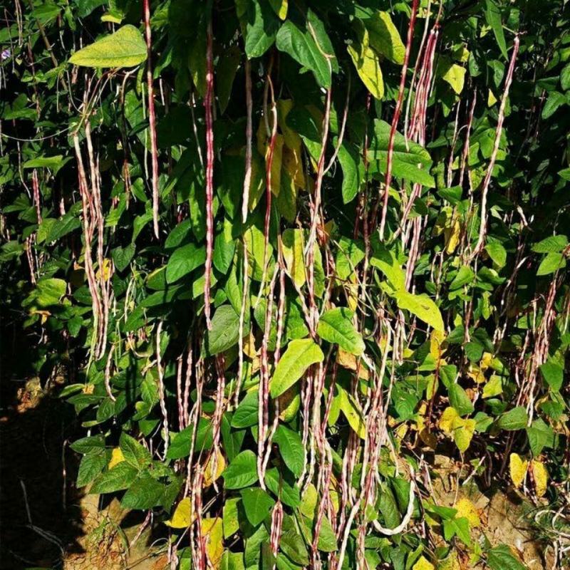花豹公子豇豆种子早中熟品种红白相间不易老化糯性品种