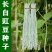 白玉银龙豇白豇豆种子嫩白皮长豆角种子籽春秋耐热大田架豆蔬