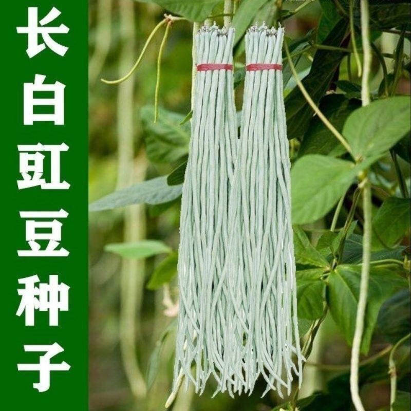 白玉银龙豇白豇豆种子嫩白皮长豆角种子籽春秋耐热大田架豆蔬