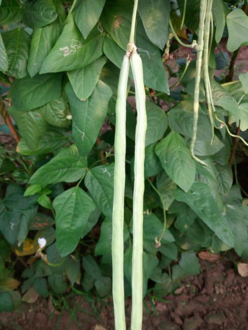 白玉银龙豇白豇豆种子嫩白皮长豆角种子籽春秋耐热大田架豆蔬