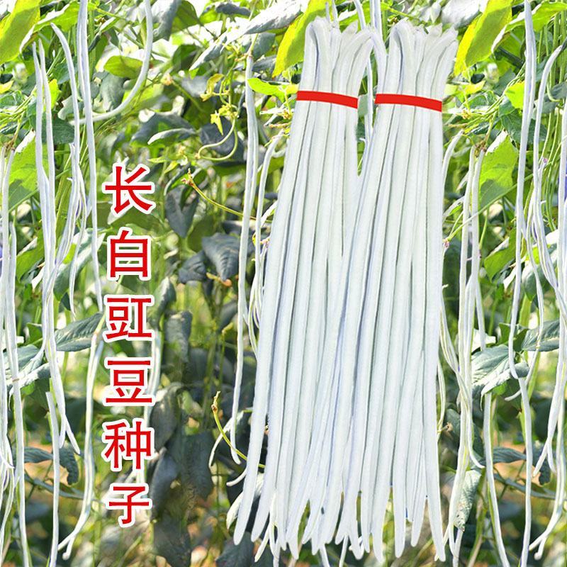 白玉银龙豇白豇豆种子嫩白皮长豆角种子籽春秋耐热大田架豆蔬