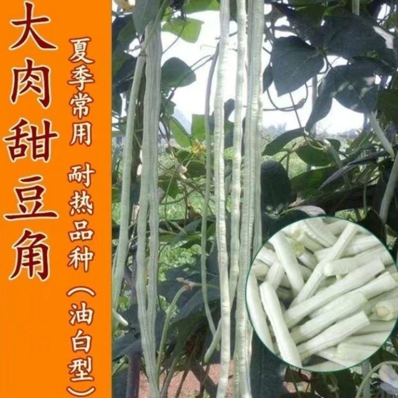 珠仔豆大肉甜豆角种子早中熟生势旺盛肉厚爽脆品质佳豆角种子