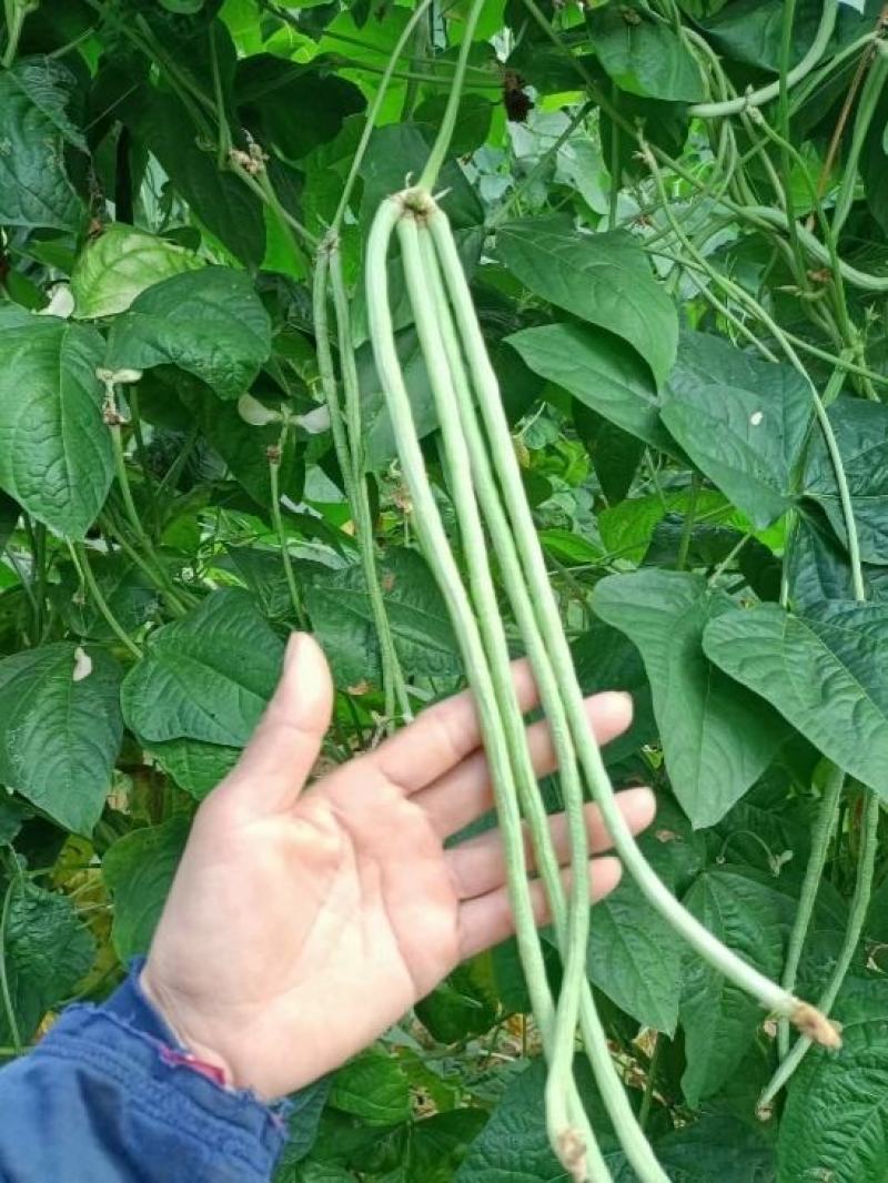 珠仔豆大肉甜豆角种子早中熟生势旺盛肉厚爽脆品质佳豆角种子