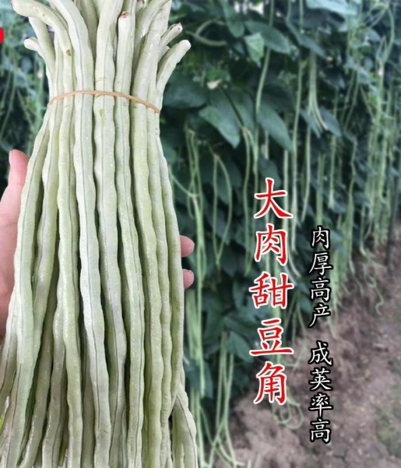 珠仔豆大肉甜豆角种子早中熟生势旺盛肉厚爽脆品质佳豆角种子