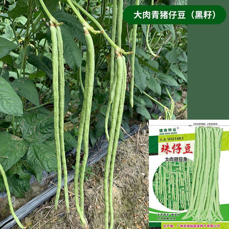 珠仔豆大肉甜豆角种子早中熟生势旺盛肉厚爽脆品质佳豆角种子