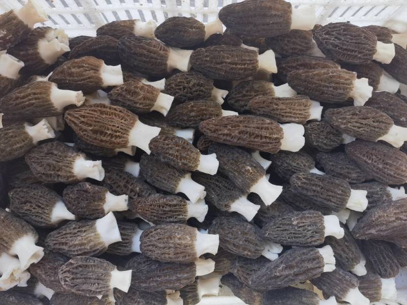羊肚菌干货