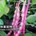 紫罗兰架豆种子紫豆角架豆角种籽大田高产高抗病紫豆角种子孑