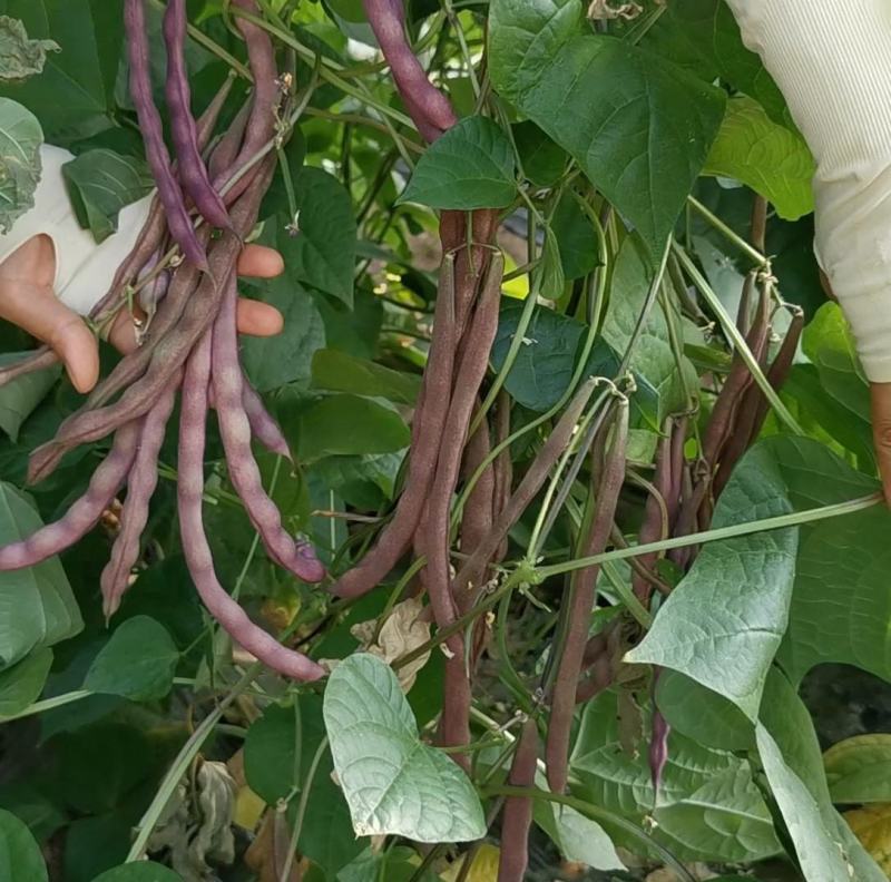 紫罗兰架豆种子紫豆角架豆角种籽大田高产高抗病紫豆角种子孑