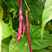 紫罗兰架豆种子紫豆角架豆角种籽大田高产高抗病紫豆角种子孑