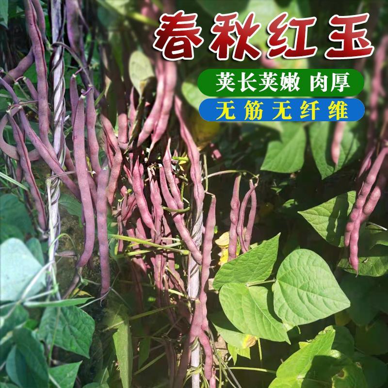 紫罗兰架豆种子紫豆角架豆角种籽大田高产高抗病紫豆角种子孑