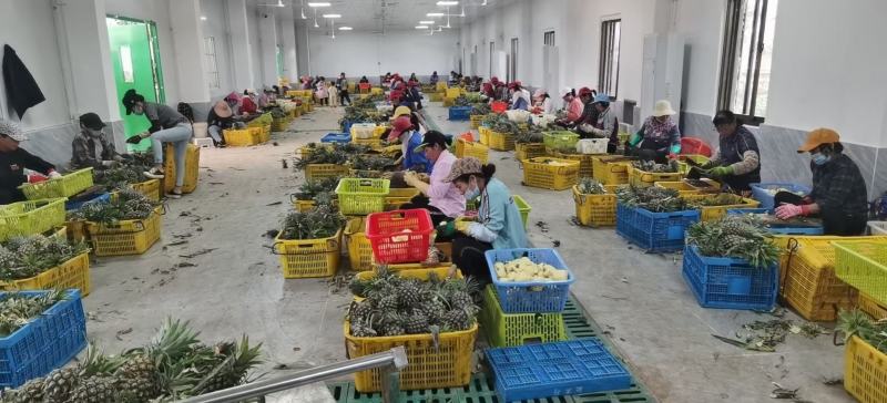 湛江徐闻新鲜香水小菠萝大量上市中，大量供应电商超市市场！
