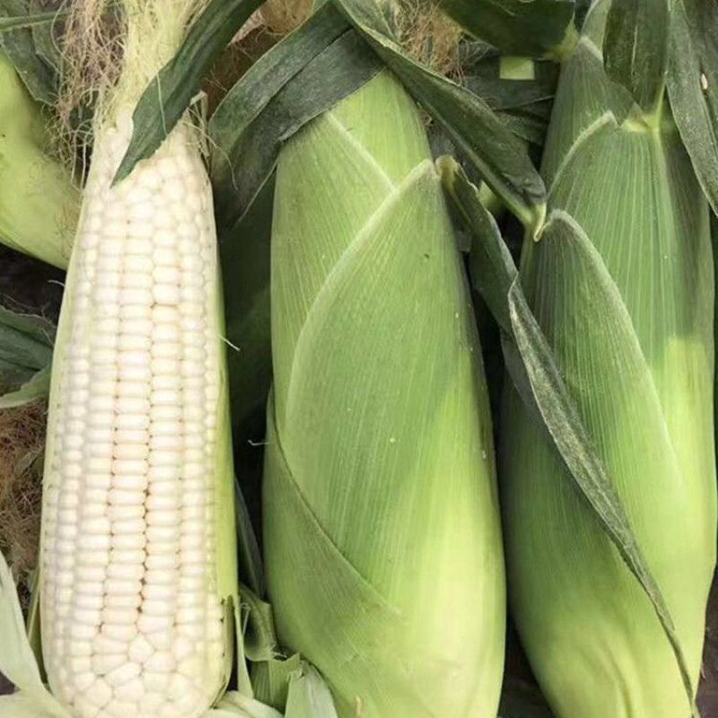 昕禾323玉米种子晚熟大棒白糯可口玉米种籽甜粘糯鲜食白玉