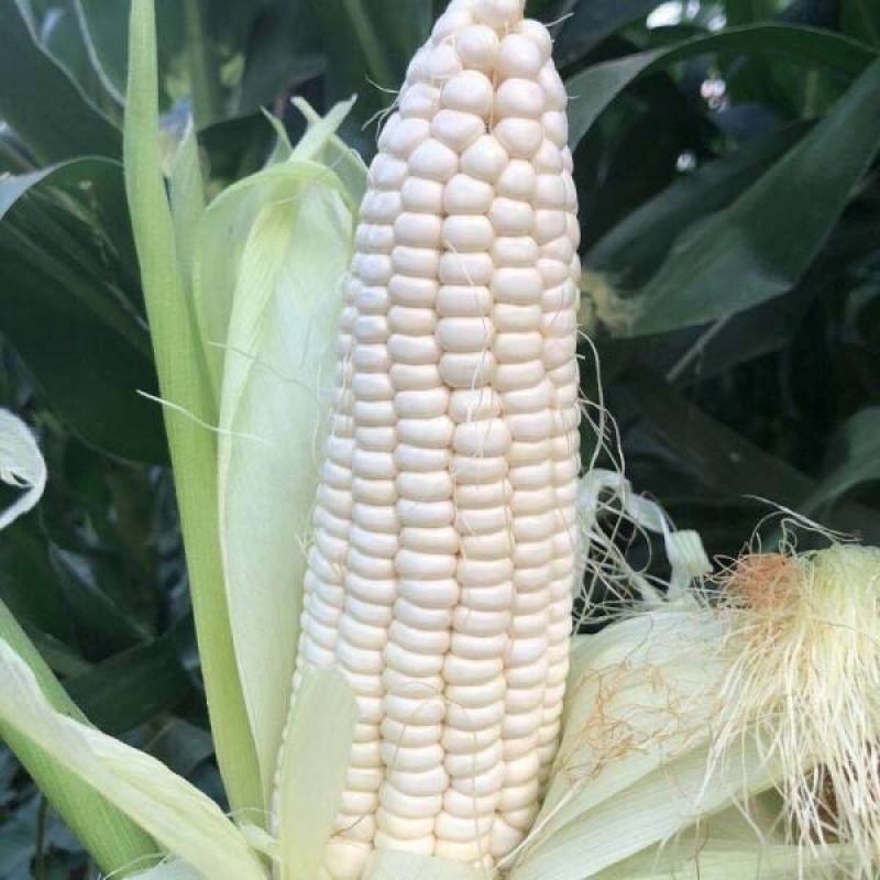 昕禾323玉米种子晚熟大棒白糯可口玉米种籽甜粘糯鲜食白玉