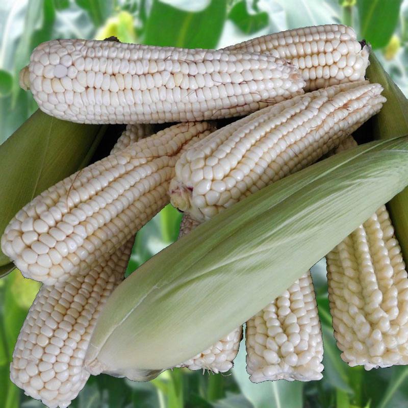 昕禾323玉米种子晚熟大棒白糯可口玉米种籽甜粘糯鲜食白玉