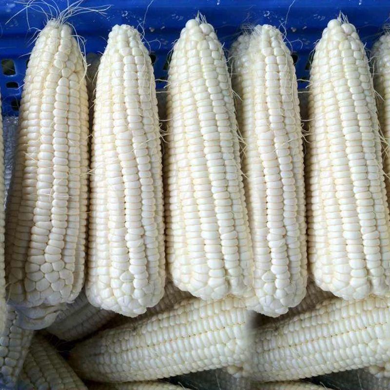 昕禾323玉米种子晚熟大棒白糯可口玉米种籽甜粘糯鲜食白玉