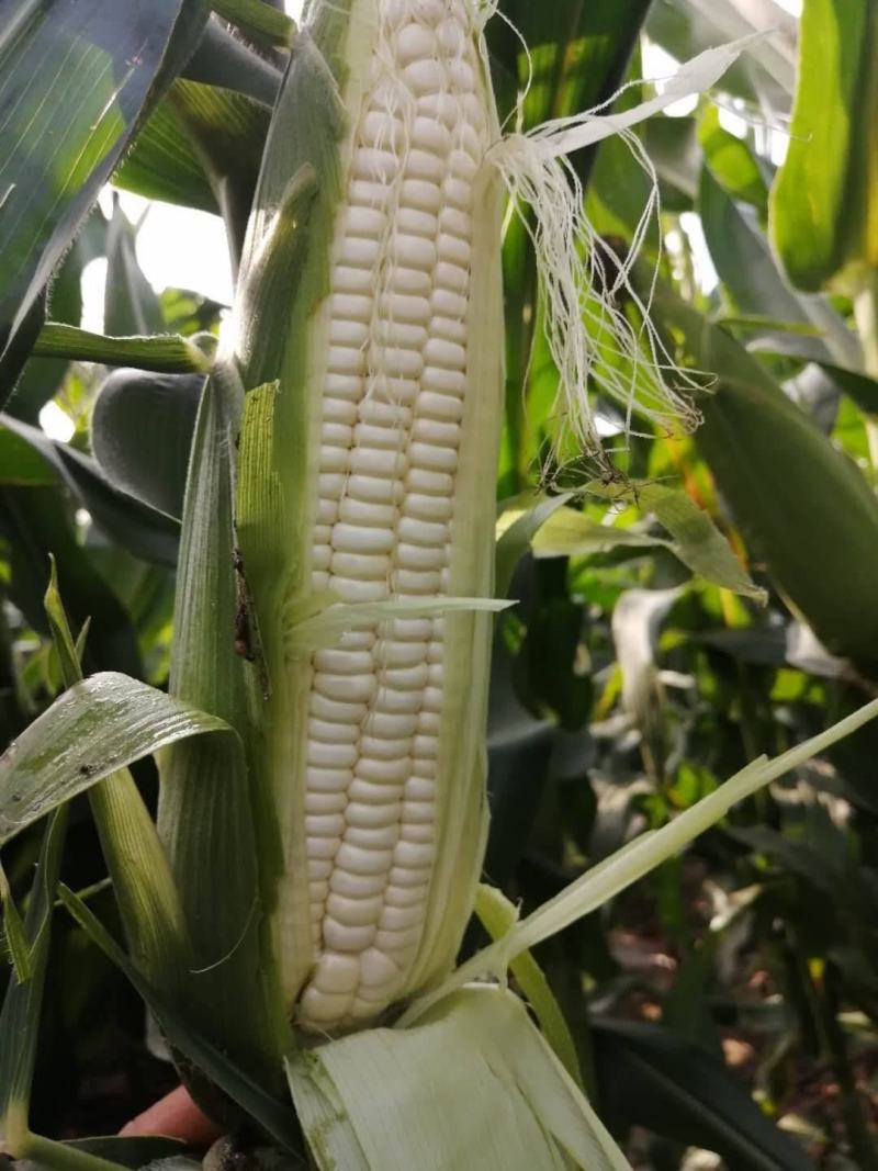 昕禾323玉米种子晚熟大棒白糯可口玉米种籽甜粘糯鲜食白玉