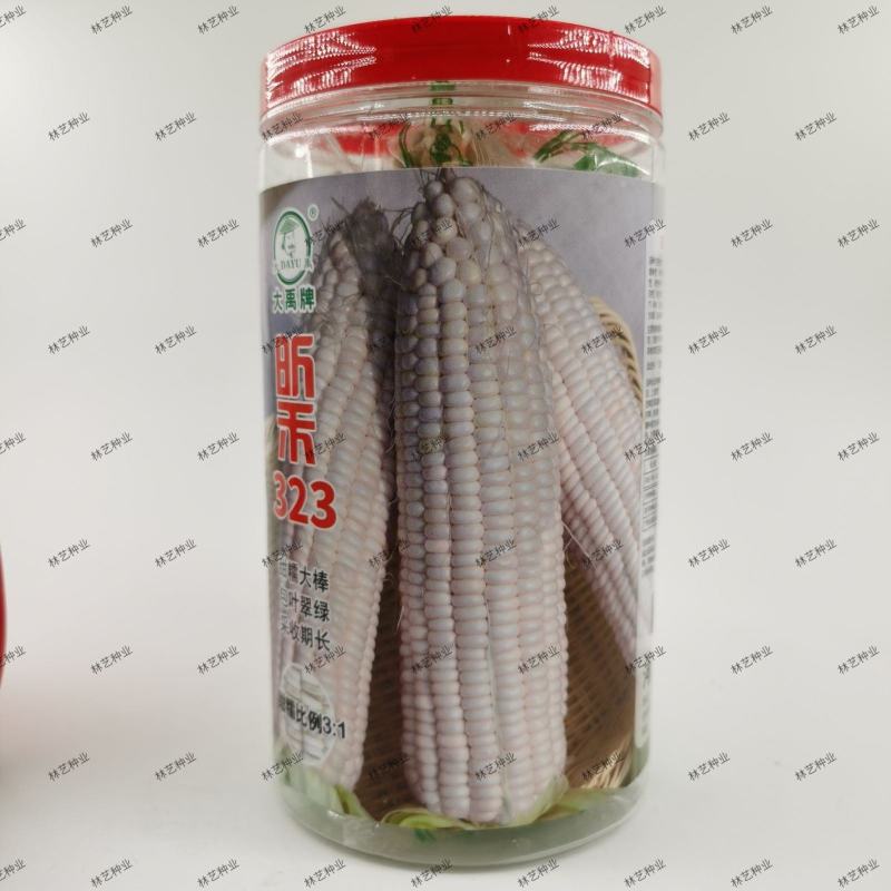 昕禾323玉米种子晚熟大棒白糯可口玉米种籽甜粘糯鲜食白玉