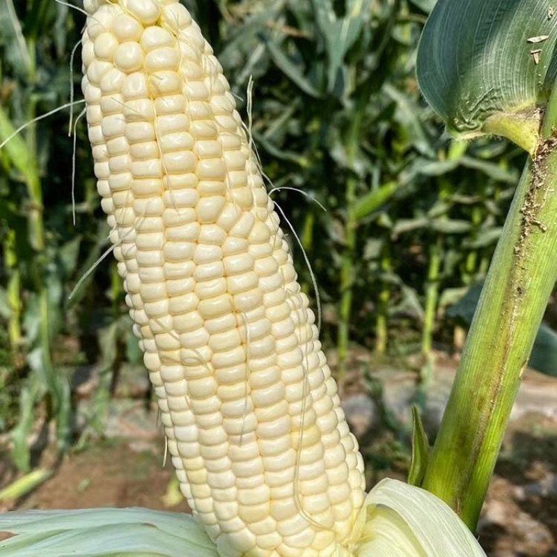 昕禾323玉米种子晚熟大棒白糯可口玉米种籽甜粘糯鲜食白玉