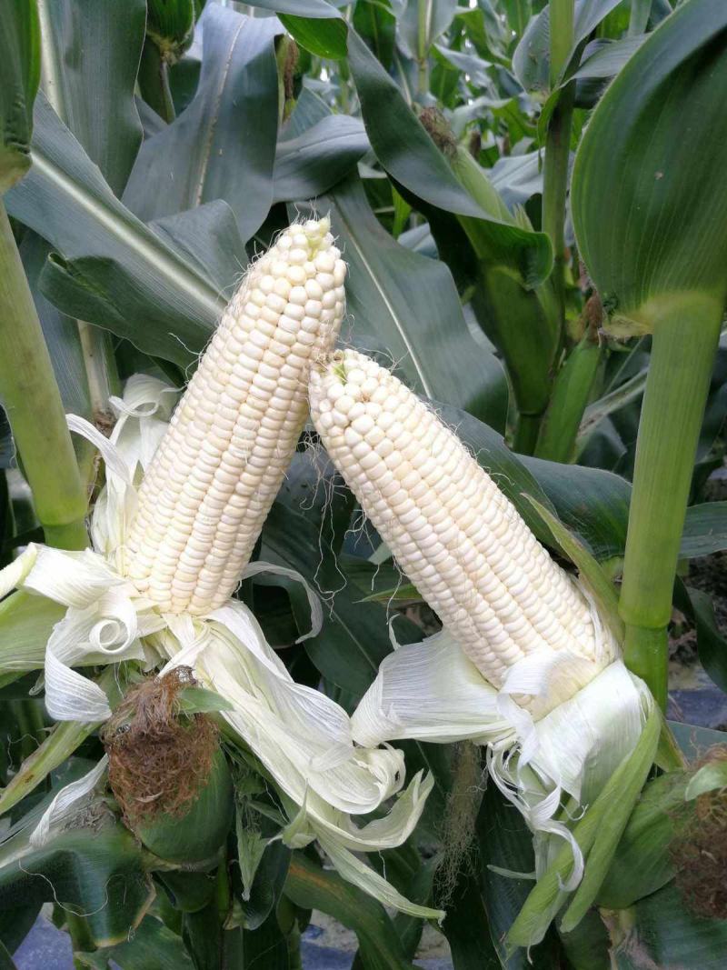 昕禾323玉米种子晚熟大棒白糯可口玉米种籽甜粘糯鲜食白玉