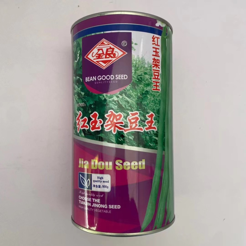 小金豆种子四季架豆中早熟品种种子