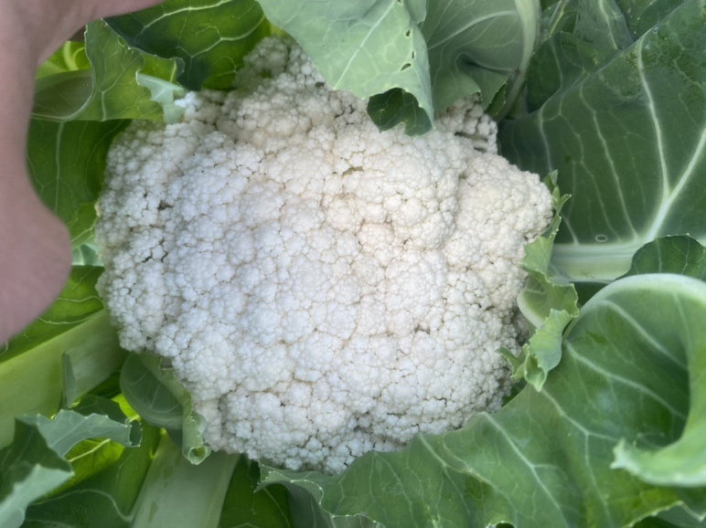 松花菜与蒲公英、苦菜的特写图