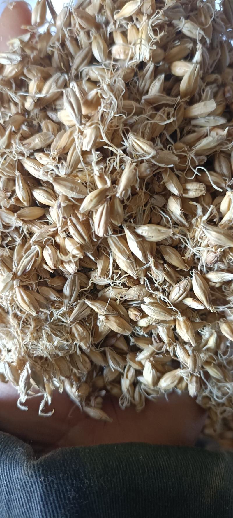 生麦芽，芽多货干，新货无毒变，货源充足，量大从优