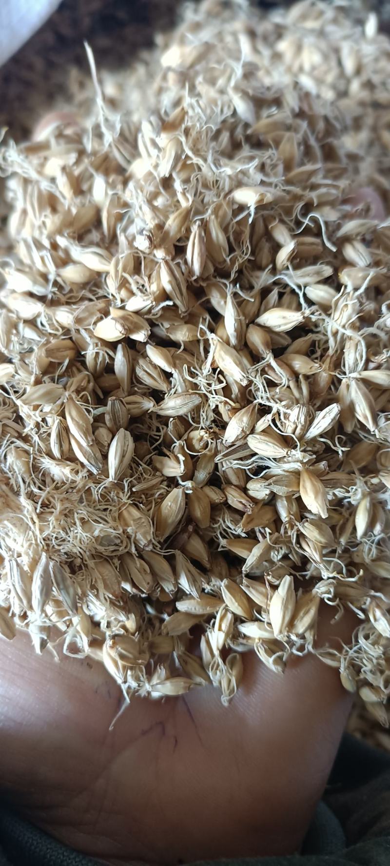 生麦芽，芽多货干，新货无毒变，货源充足，量大从优