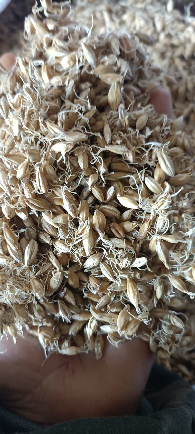 生麦芽，芽多货干，新货无毒变，货源充足，量大从优