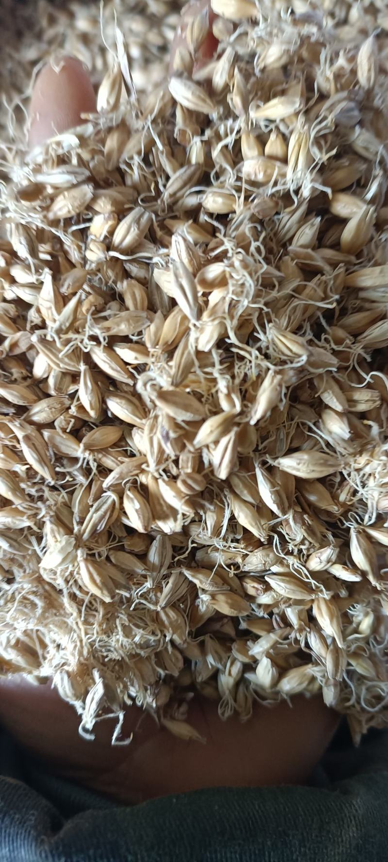 生麦芽，芽多货干，新货无毒变，货源充足，量大从优
