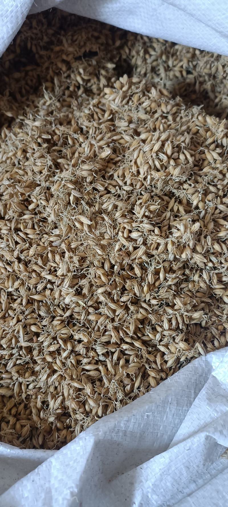 生麦芽，芽多货干，新货无毒变，货源充足，量大从优