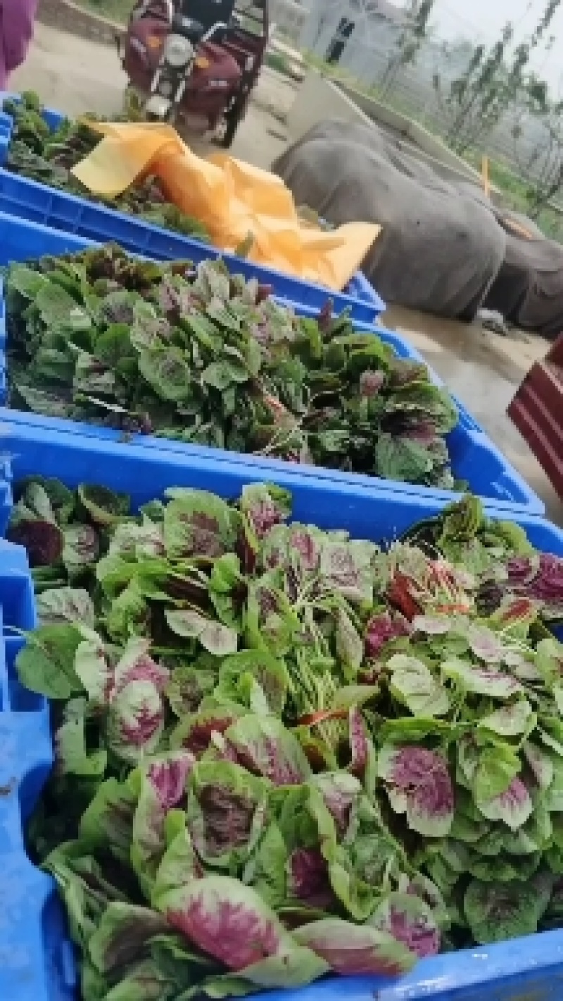 红苋菜，竹叶菜，红薯尖
